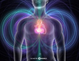 Copy Righted Picture - Geometric Models - Torus Field of the Heart